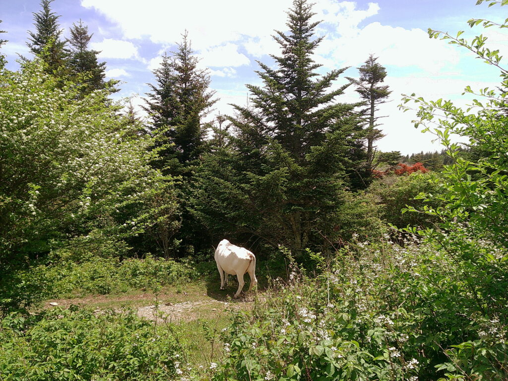 I [did] walk 500 miles…
