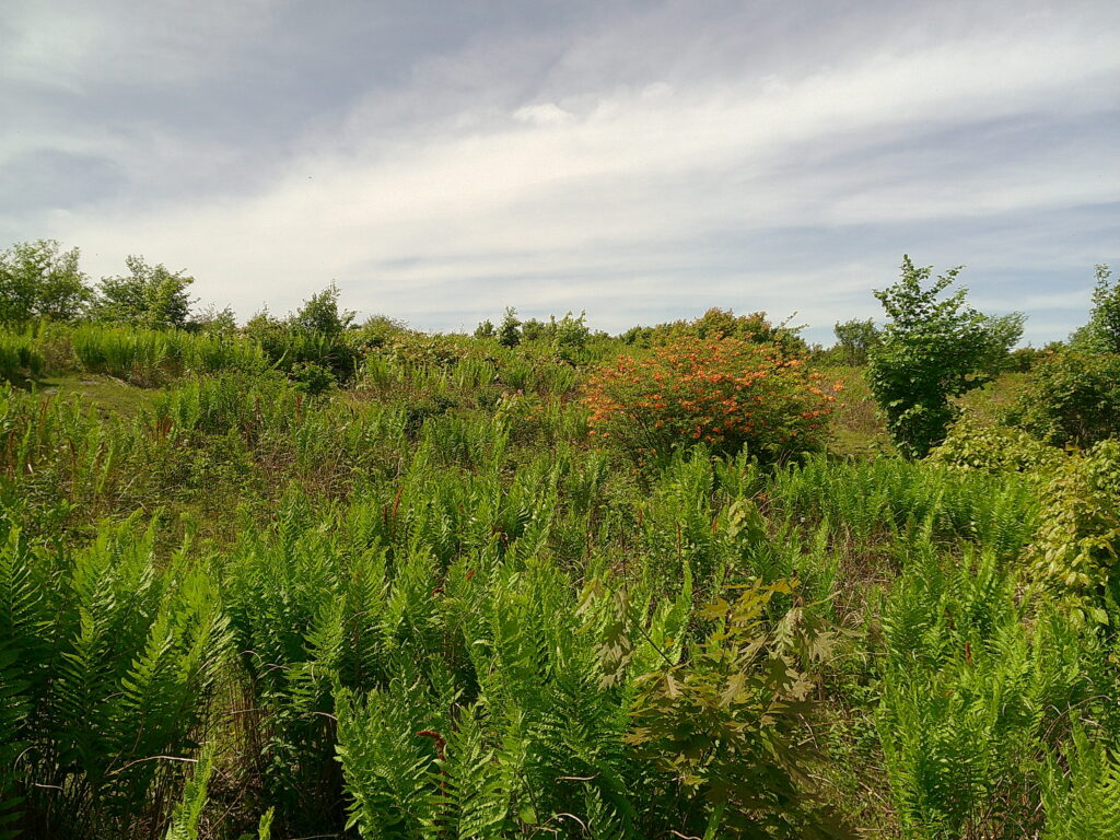 I [did] walk 500 miles…