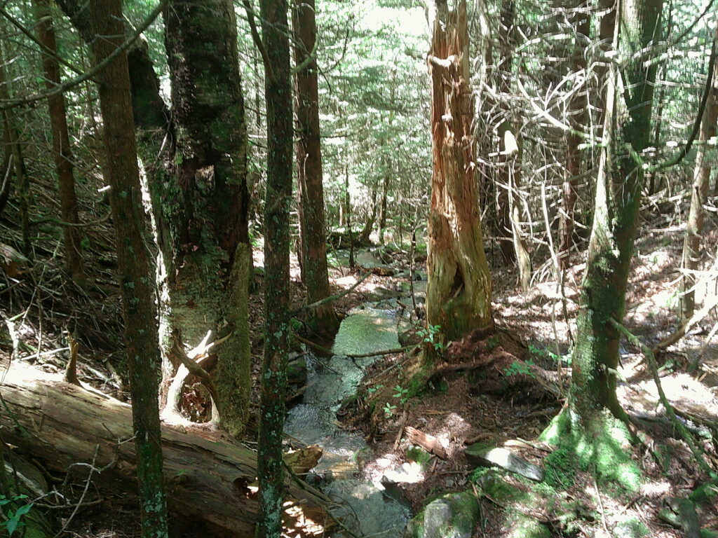 I [did] walk 500 miles…