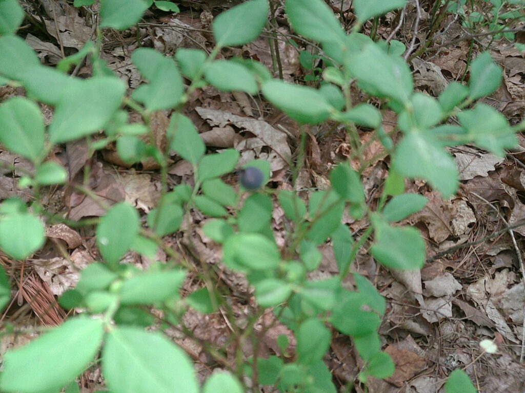 Blue(berry) Blazing