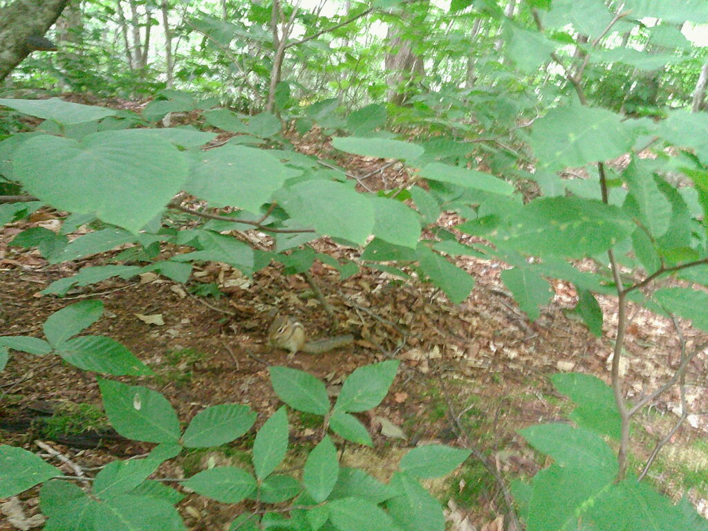 Maine Terrain
